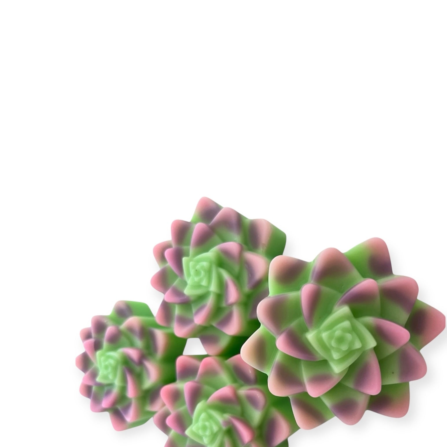 Suculenta17.jpg
